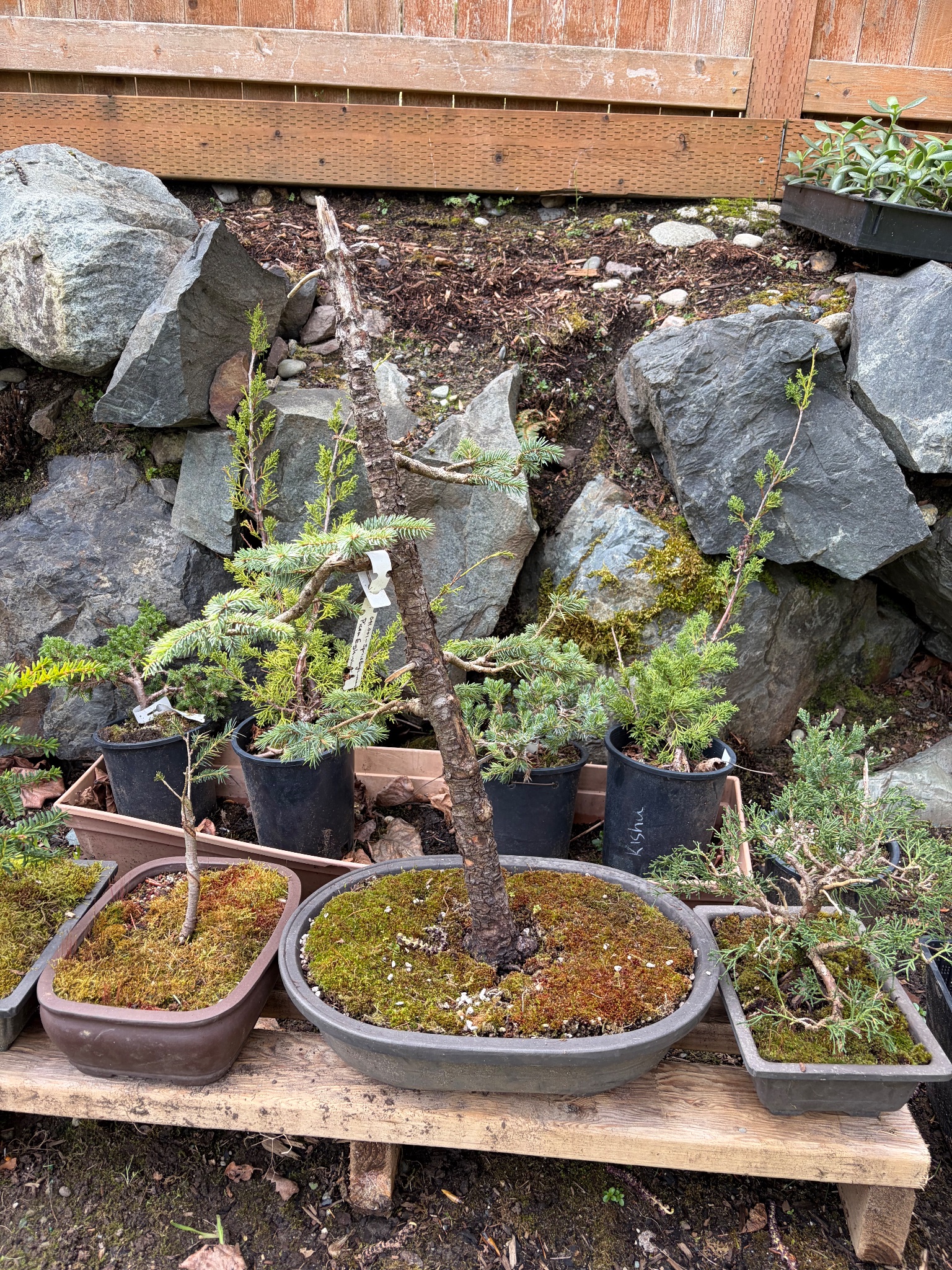 Himalayan Juniper 1 — Observation — 2026-03-29