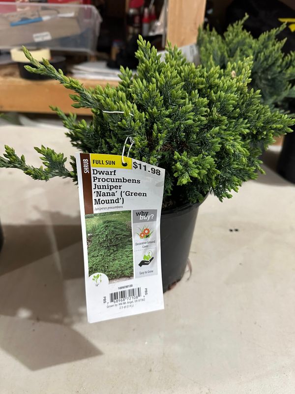 Procumbens Juniper Nana 1 — Observation — 2024-04-10