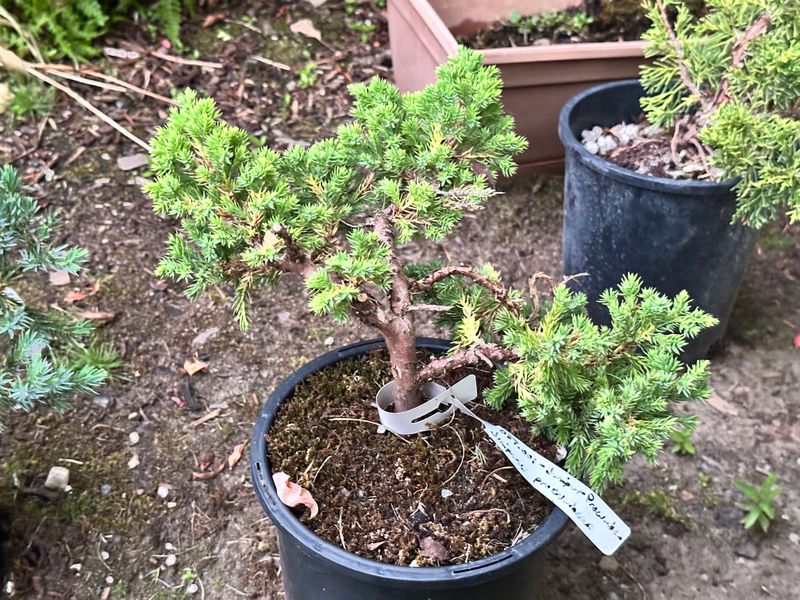 Procumbens Juniper Nana 1 — Observation — 2025-07-14