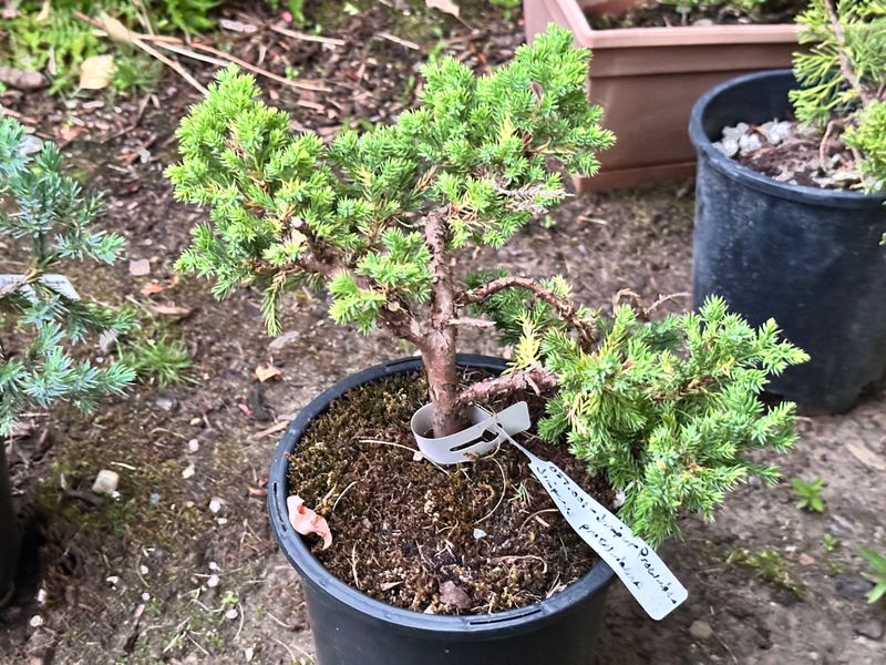 Procumbens Juniper Nana 1 — Observation — 2025-07-14