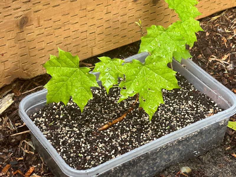 Big Leaf Maple 2 — Observation — 2024-05-29
