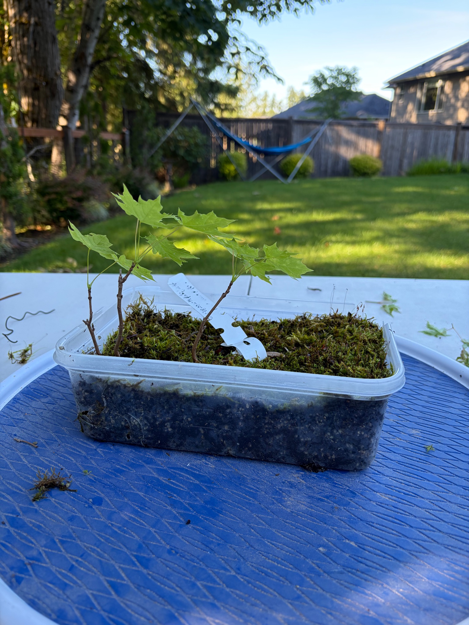 Bigleaf Maple 2 — Observation — 2026-06-13