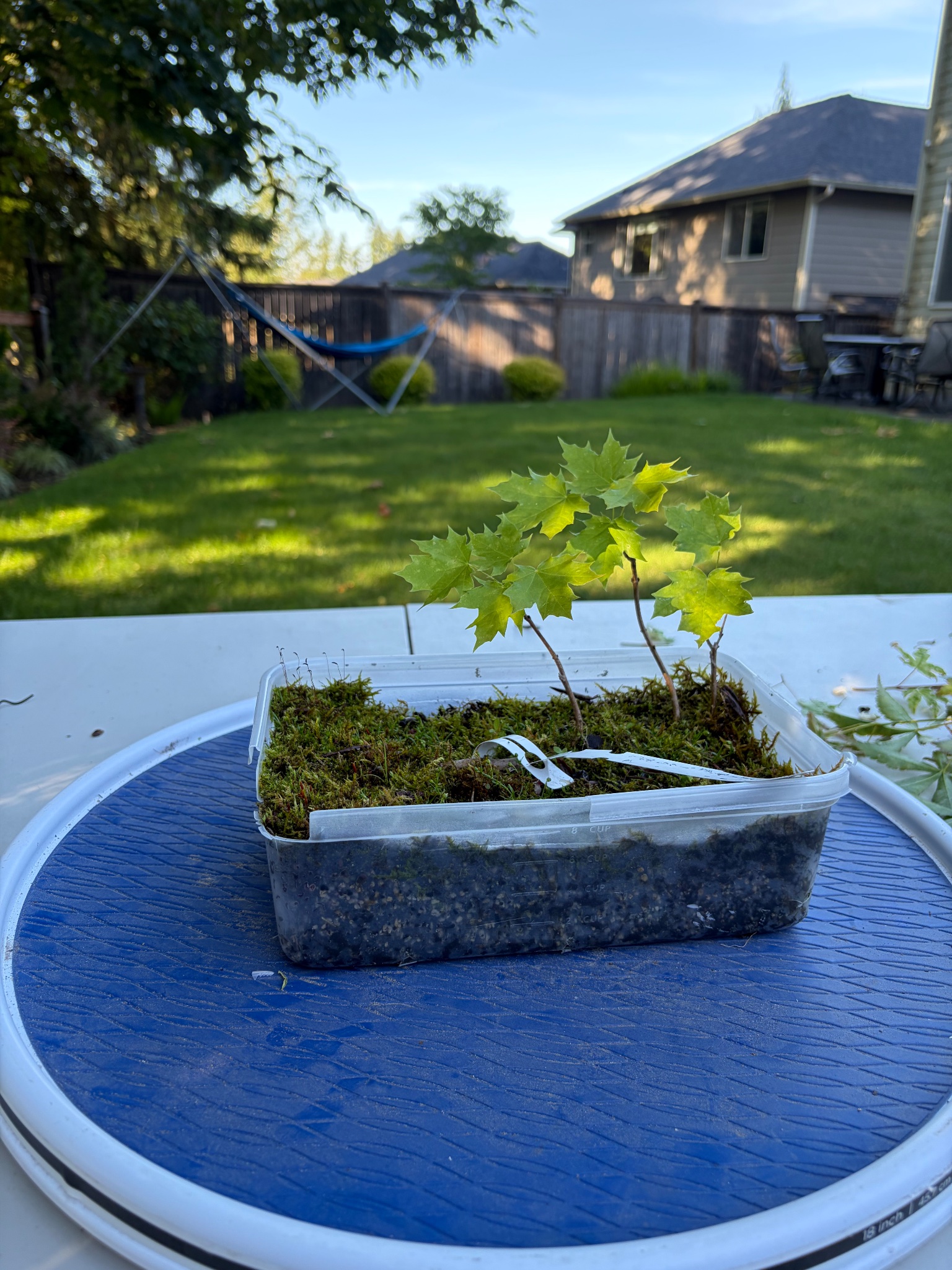 Bigleaf Maple 2 — Observation — 2026-06-13