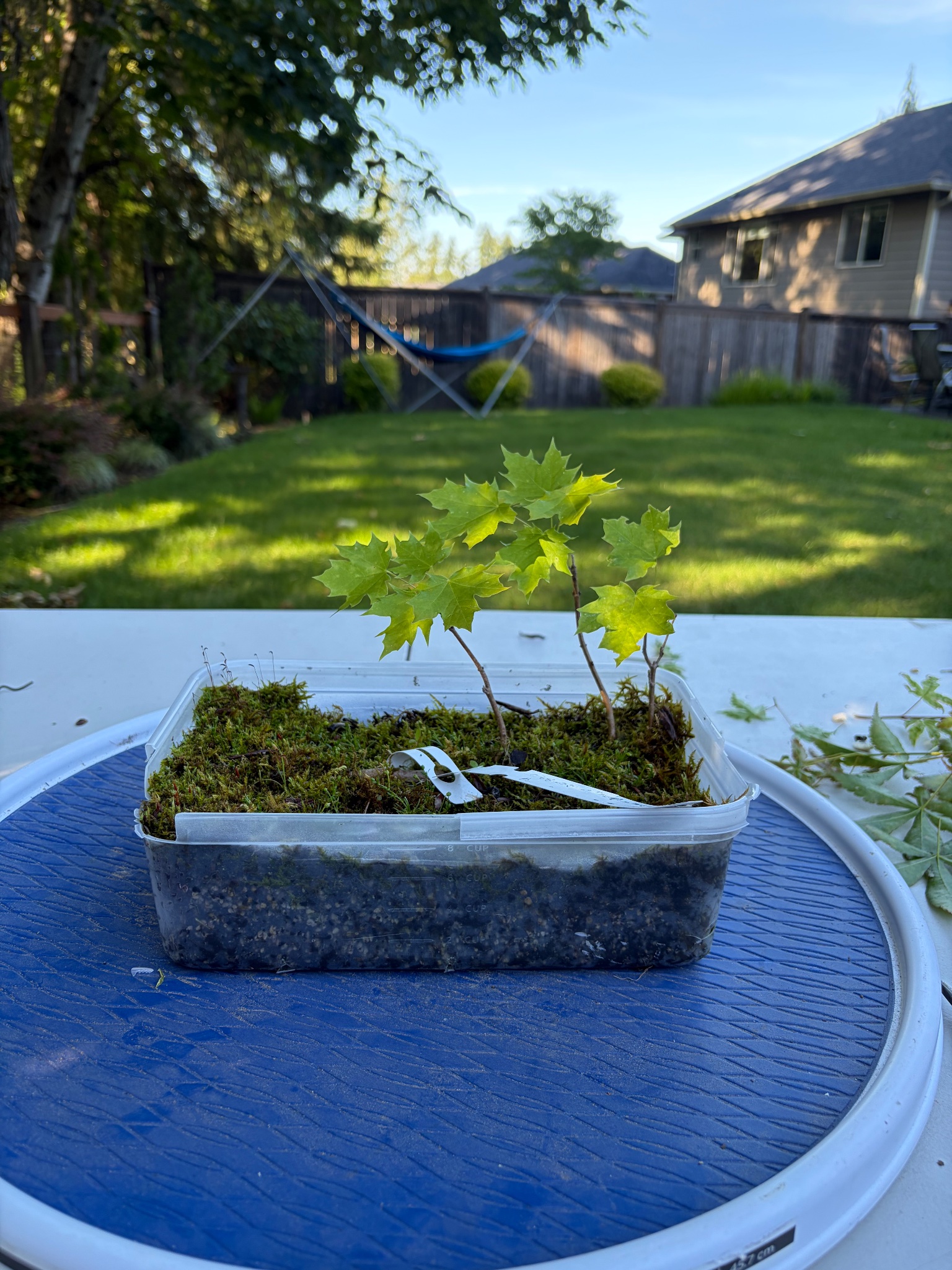 Bigleaf Maple 2 — Observation — 2026-06-13