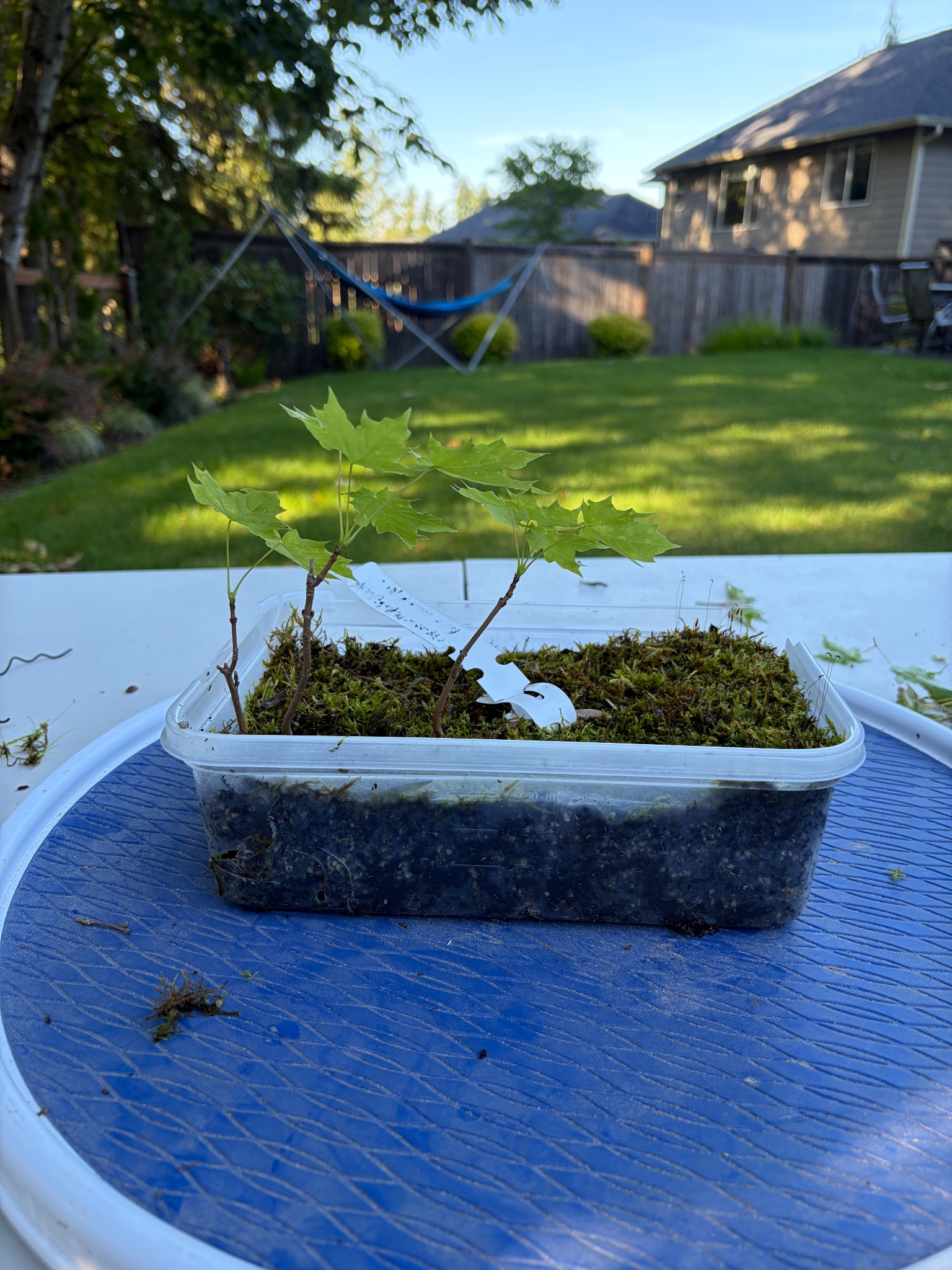 Bigleaf Maple 2 — Observation — 2026-06-13