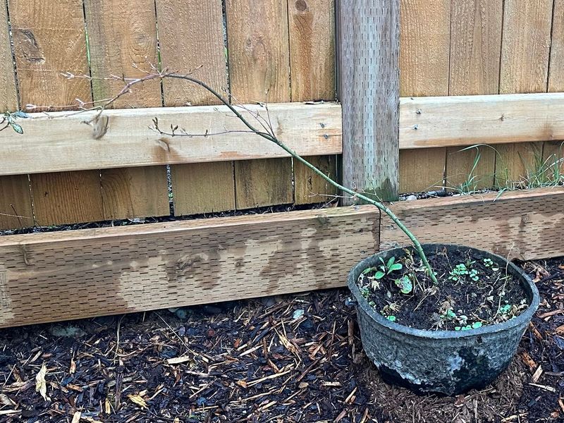 Japanese Maple 3 — Observation — 2023-03-20