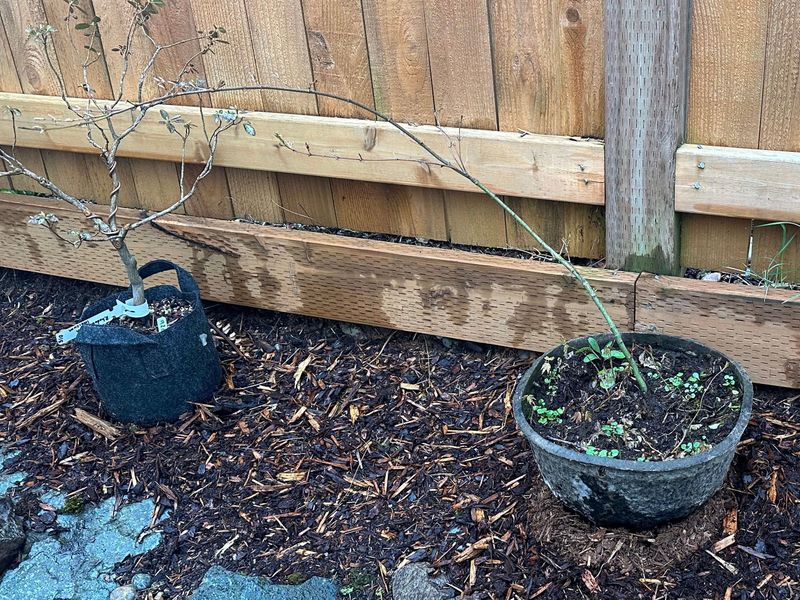 Japanese Maple 3 — Observation — 2023-03-20