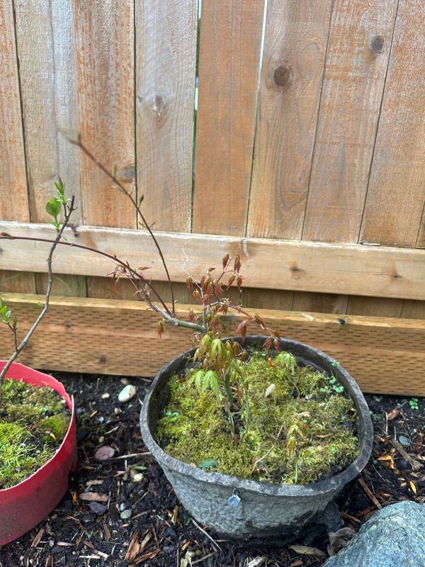 Japanese Maple 3 — Observation — 2024-04-05