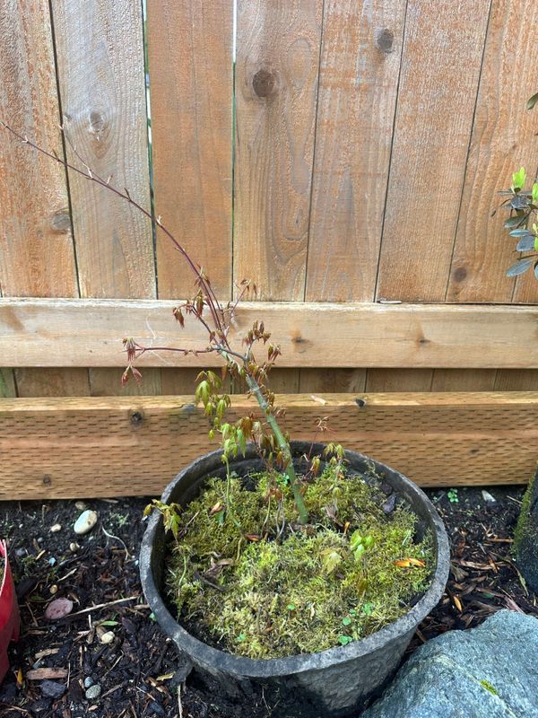 Japanese Maple 3 — Observation — 2024-04-05