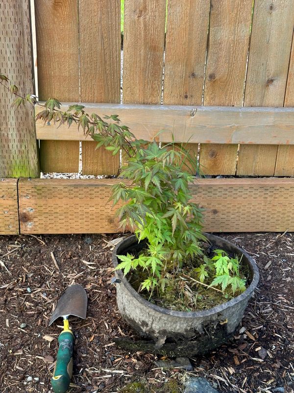 Japanese Maple 3 — Observation — 2024-04-22