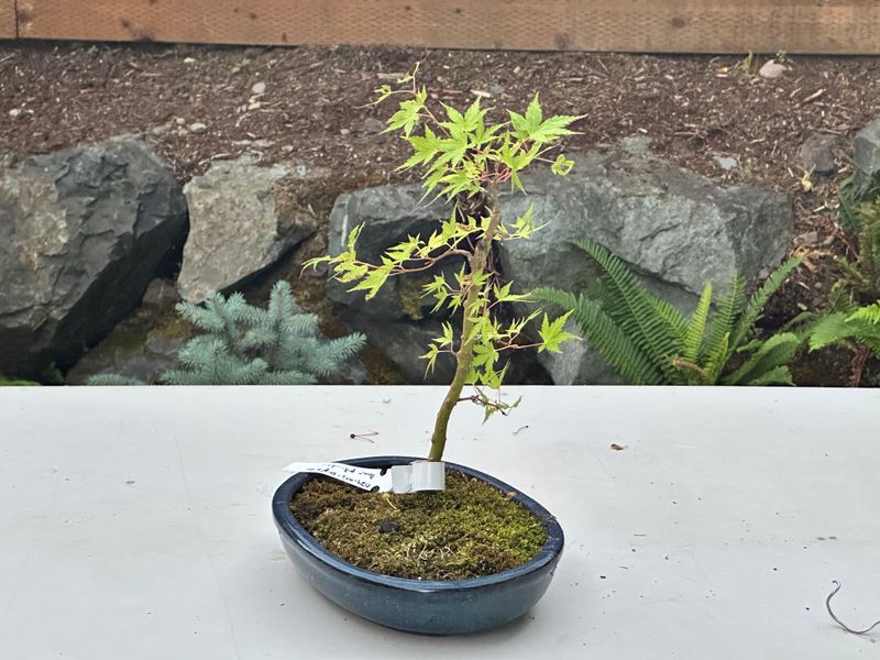 Japanese Maple 3 — Observation — 2025-07-14