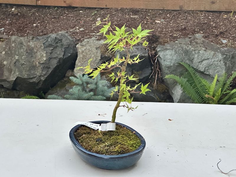 Japanese Maple 3 — Observation — 2025-07-14