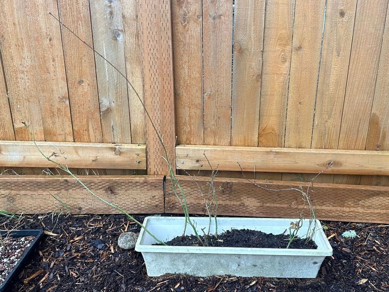 Japanese Maple 4 — Observation — 2023-03-20