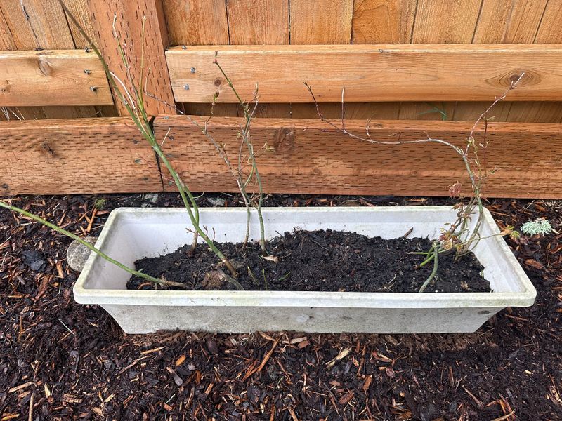 Japanese Maple 4 — Observation — 2023-03-20