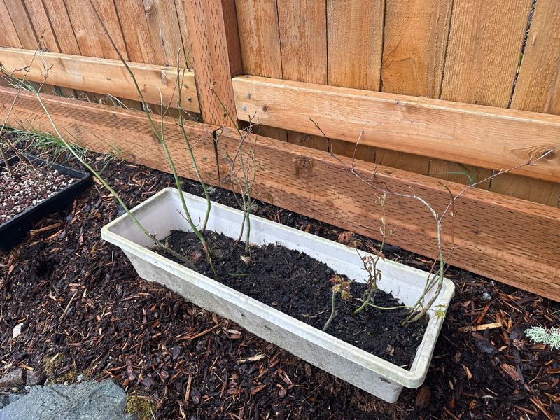 Japanese Maple 4 — Observation — 2023-03-20