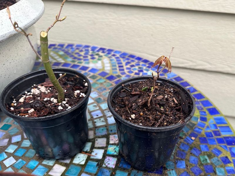 Japanese Maple 4 — Observation — 2023-03-20