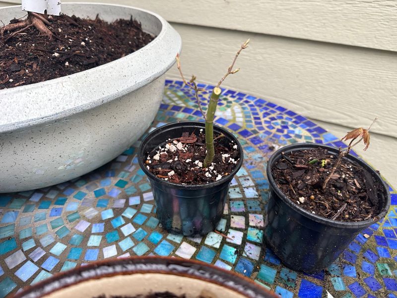 Japanese Maple 4 — Observation — 2023-03-20