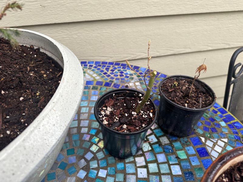Japanese Maple 4 — Observation — 2023-03-20