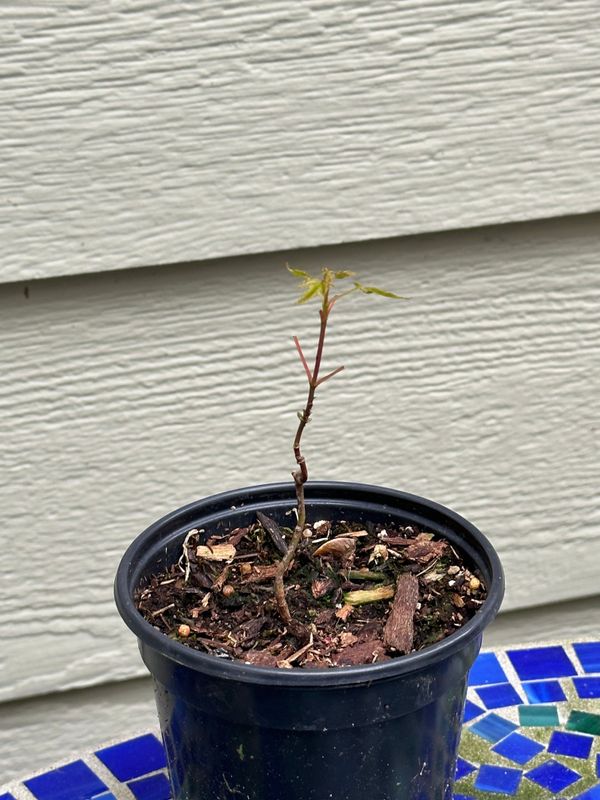 Japanese Maple 4 — Observation — 2023-05-21
