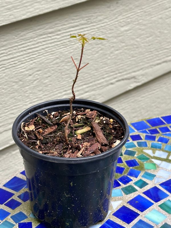 Japanese Maple 4 — Observation — 2023-05-21