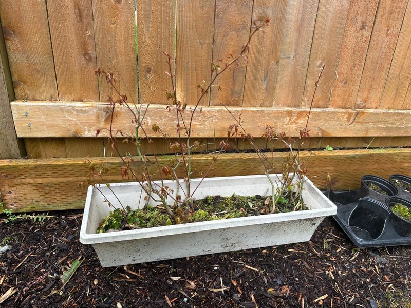 Japanese Maple 4 — Observation — 2024-04-05