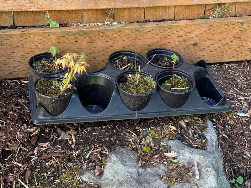 Japanese Maple 4 — Observation — 2024-04-22