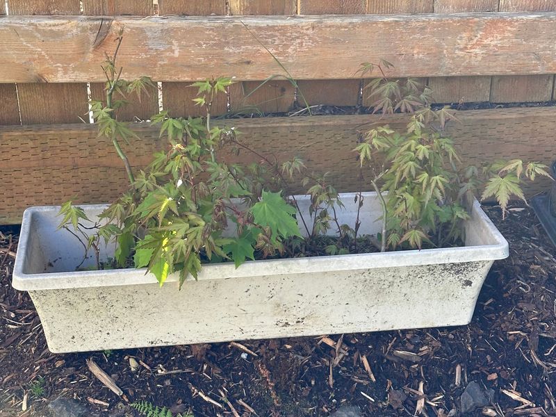 Japanese Maple 4 — Observation — 2024-04-22