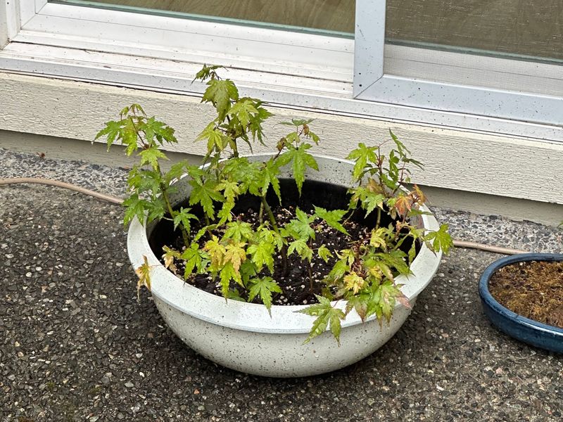 Japanese Maple 4 — Observation — 2024-05-22