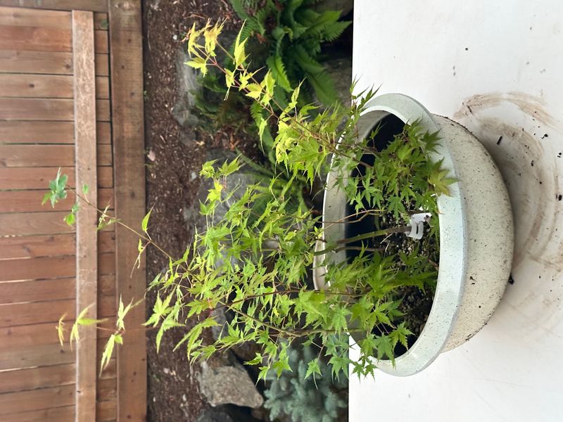 Japanese Maple 4 — Observation — 2025-07-14