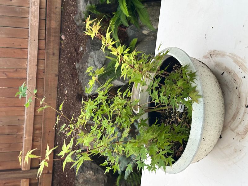Japanese Maple 4 — Observation — 2025-07-14