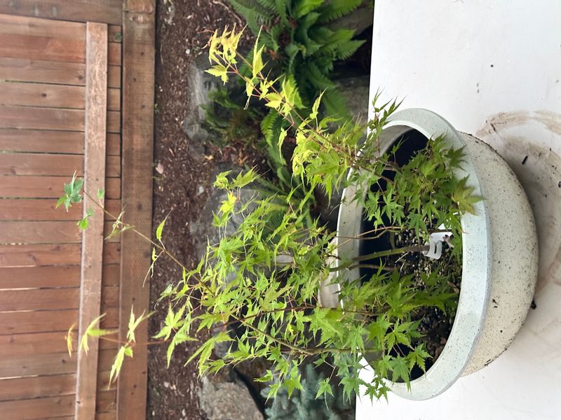 Japanese Maple 4 — Observation — 2025-07-14