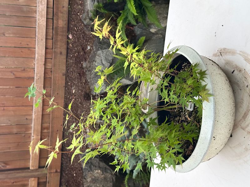 Japanese Maple 4 — Observation — 2025-07-14