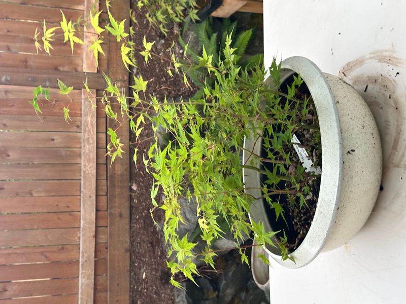 Japanese Maple 4 — Observation — 2025-07-14