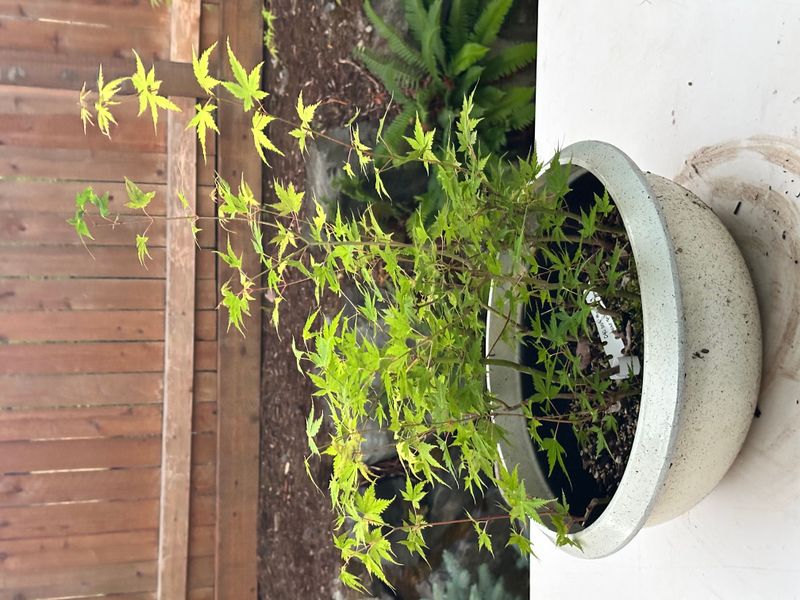 Japanese Maple 4 — Observation — 2025-07-14