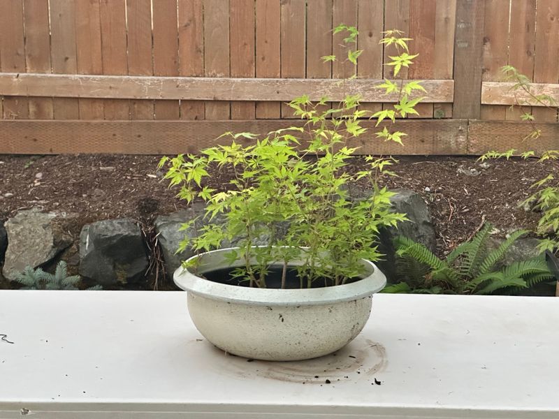 Japanese Maple 4 — Observation — 2025-07-14
