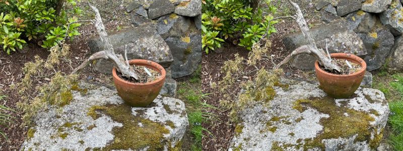 Procumbens Juniper Nana 2 — Other — 2024-05-18