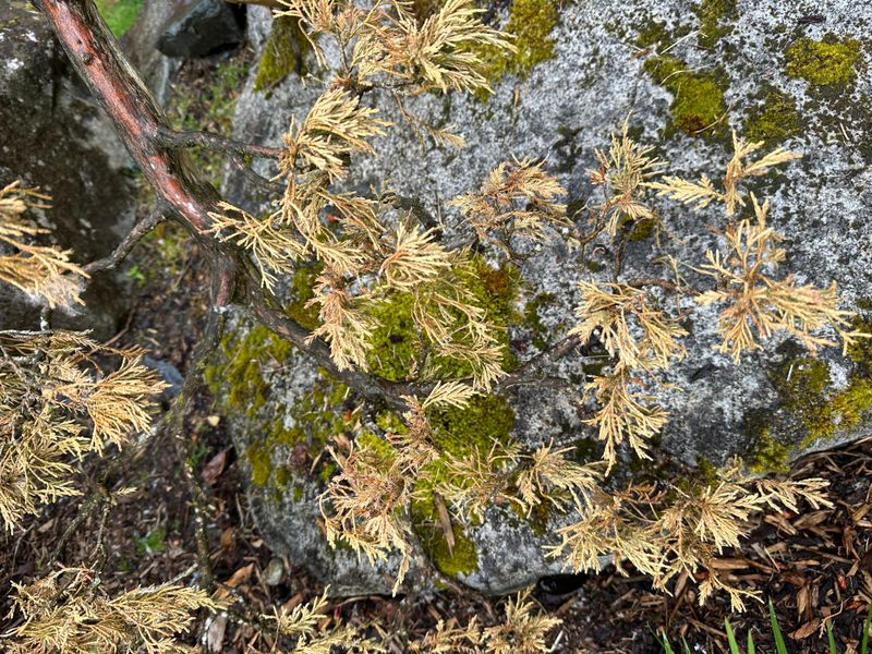 Procumbens Juniper Nana 2 — Observation — 2024-06-01