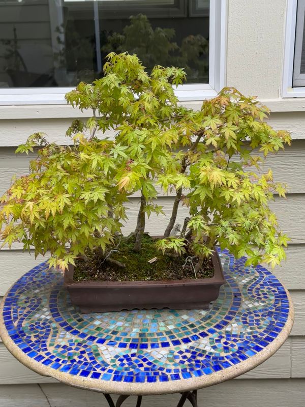 Japanese Maple 5 — Observation — 2024-05-18