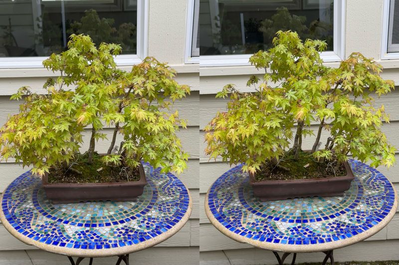Japanese Maple 5 — Observation — 2024-05-18