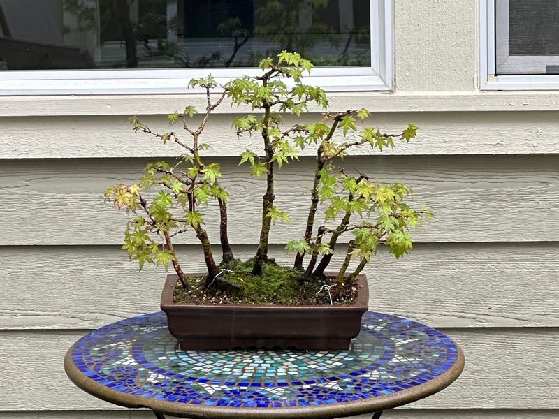 Japanese Maple 5 — Observation — 2024-05-21