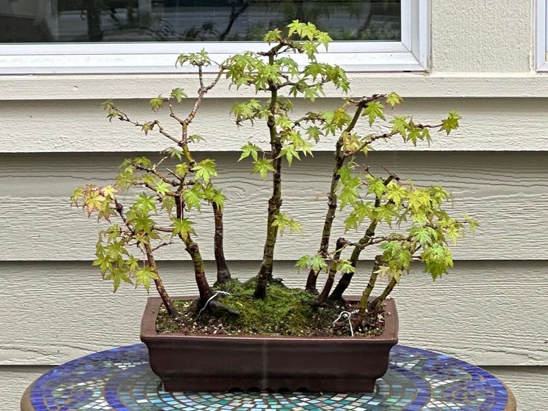 Japanese Maple 5 — Observation — 2024-05-21