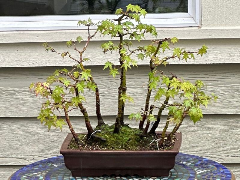 Japanese Maple 5 — Observation — 2024-05-21