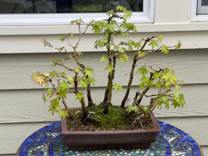 Japanese Maple 5 — Observation — 2024-05-22
