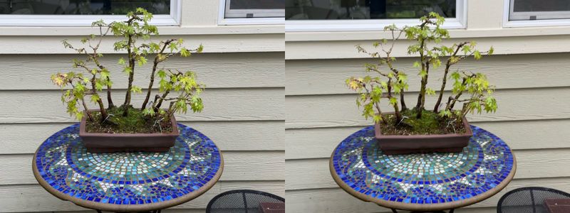 Japanese Maple 5 — Observation — 2024-05-22