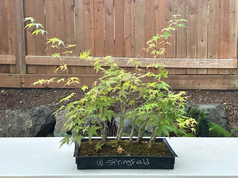 Japanese Maple 5