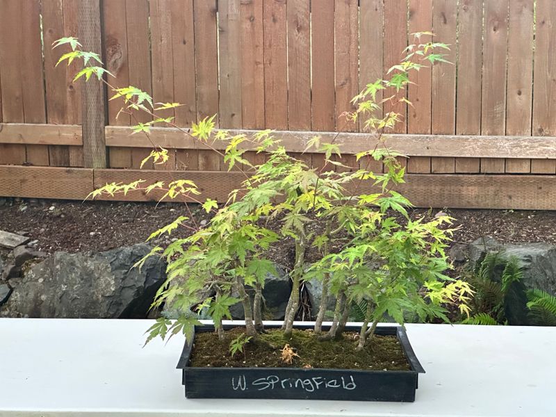 Japanese Maple 5 — Observation — 2025-07-14