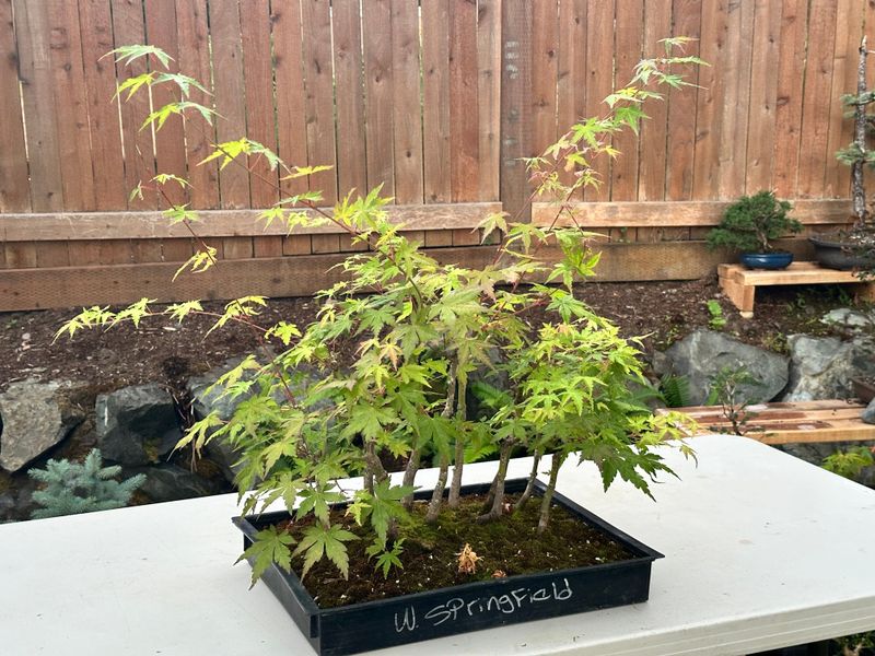 Japanese Maple 5 — Observation — 2025-07-14