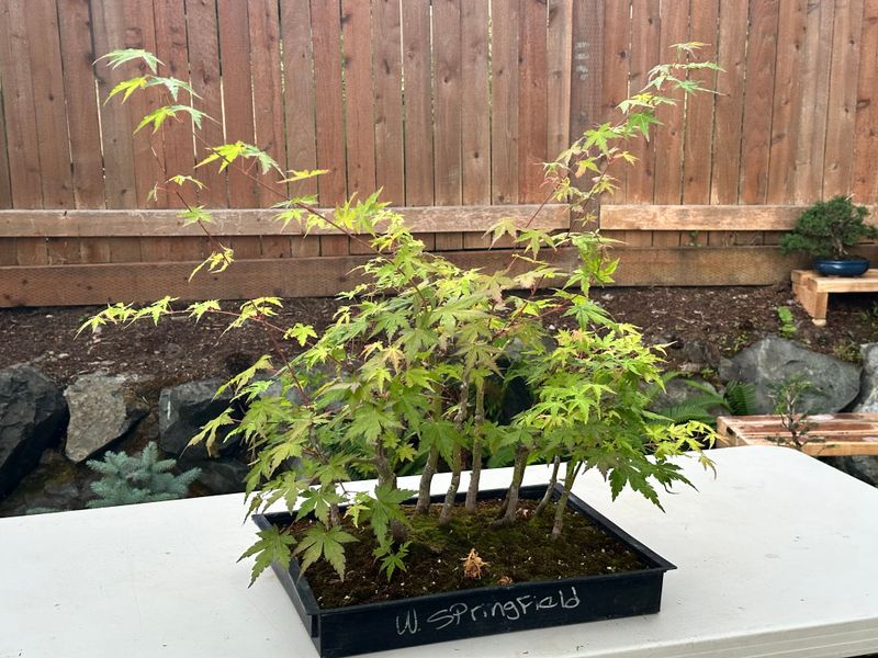 Japanese Maple 5 — Observation — 2025-07-14