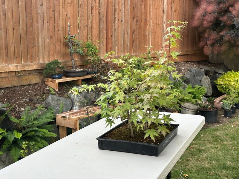 Japanese Maple 5 — Observation — 2025-07-14