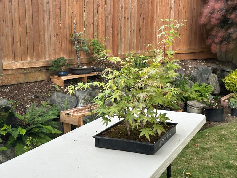 Japanese Maple 5 — Observation — 2025-07-14